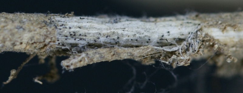 ダイズ炭腐病 病原3